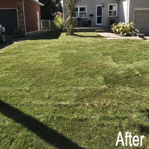 Lawn After